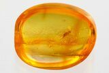 Fossil Dark-Winged Fungus Gnat (Sciaridae) In Baltic Amber #372547-1